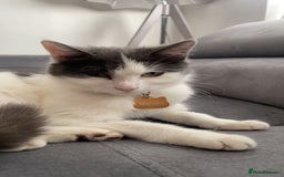 Mixed Breed cats for sale: Loving indoor cat looking for new home - Image 5