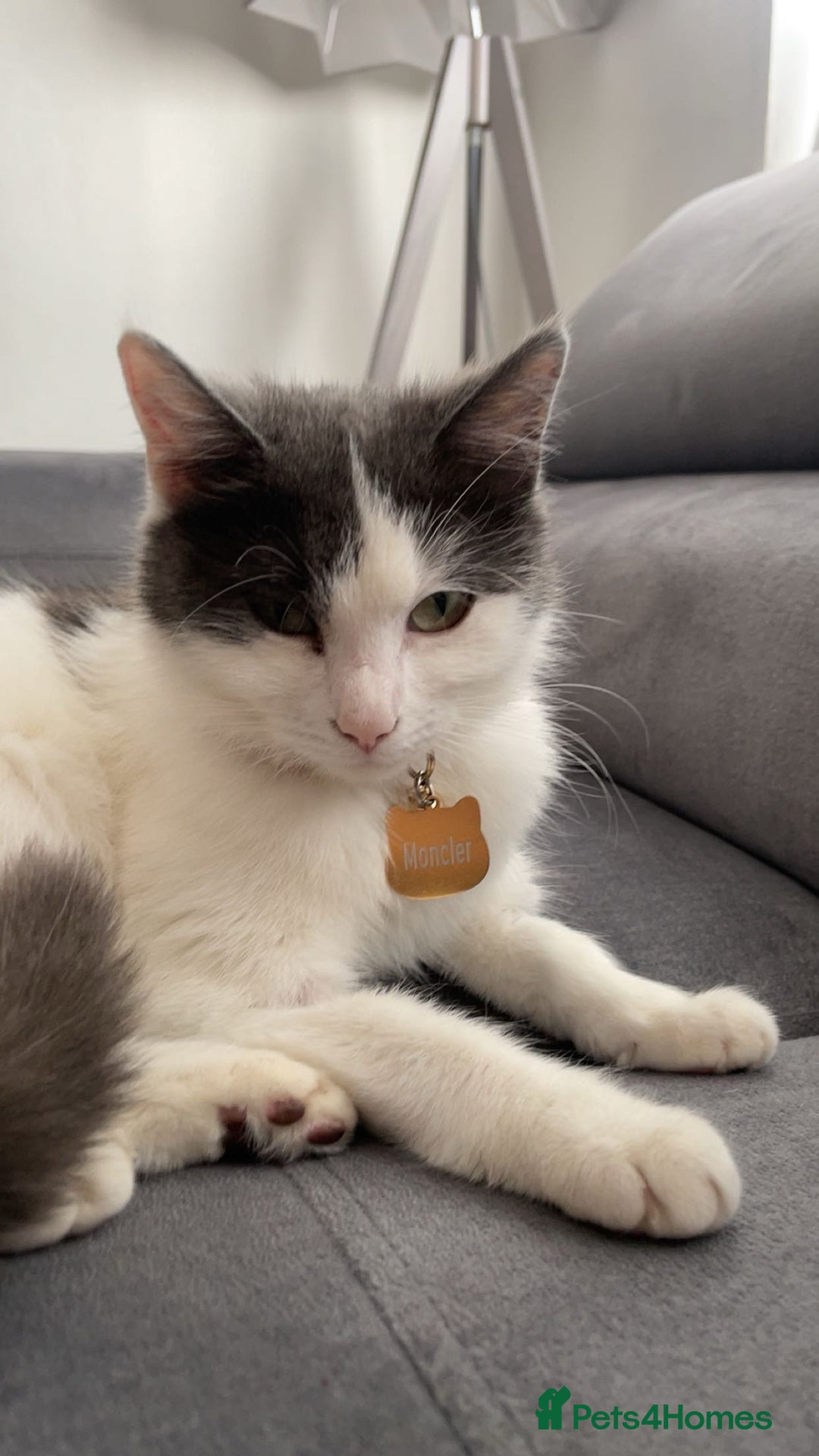 Mixed Breed cats for sale: Loving indoor cat looking for new home - Image 5