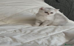 British Shorthair cats for sale: British shothair sinshil kittens  - Image 17