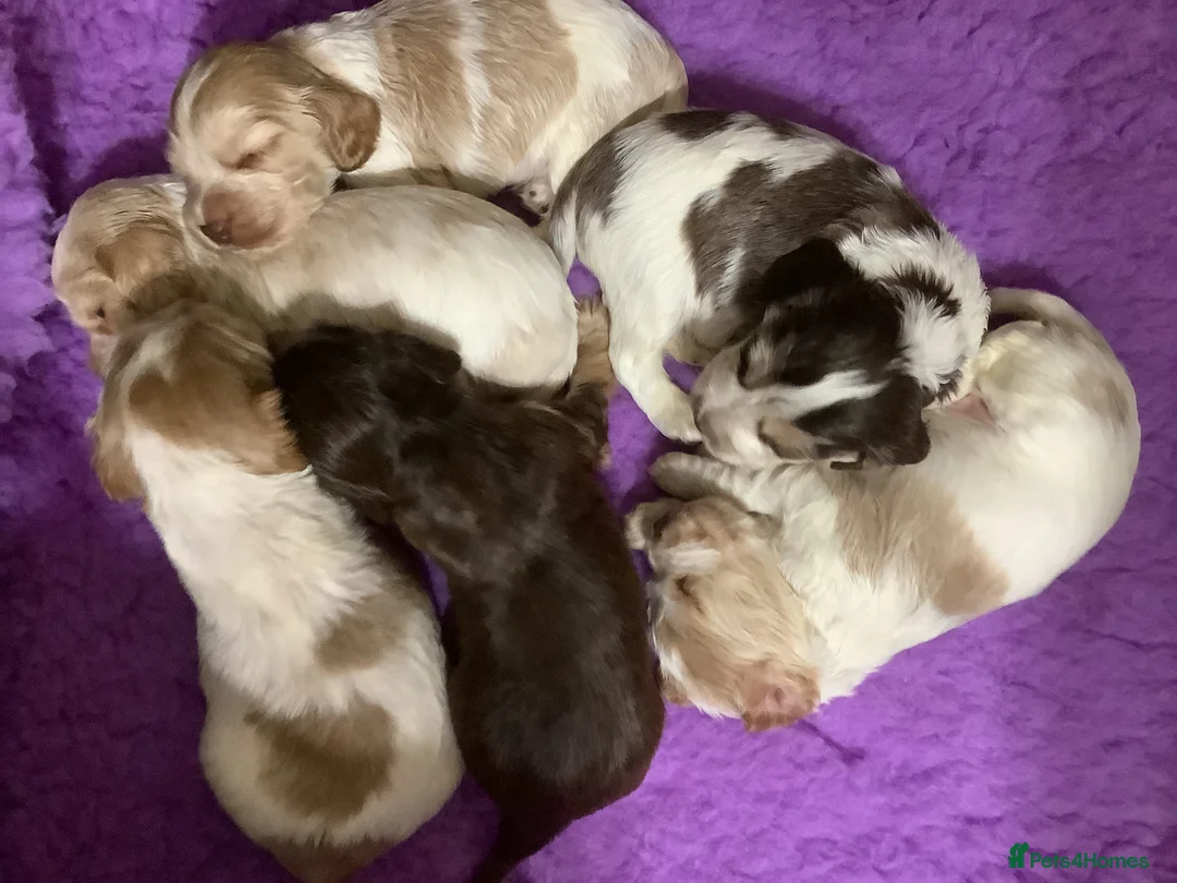 Cocker Spaniel dogs for stud: KC Reg Show Cocker Spaniel- Extensively DNA tested in Warrington - Advert 34
