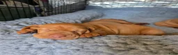 Hungarian Vizsla dogs for sale: Hungarian Vizsla Puppies – Rich Geltwood Heritage - Advert 28