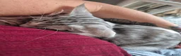 Maine Coon cats for sale: Maine coon baby floofs - Advert 4
