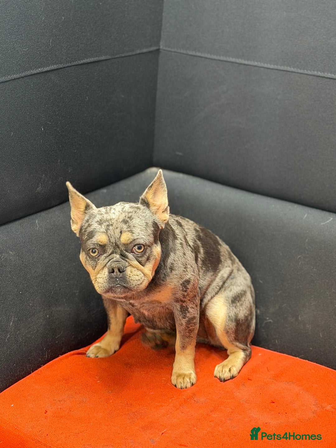 French Bulldog dogs for sale: French bulldog bitch merle  - Advert 10