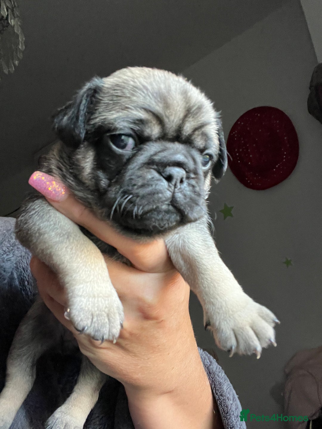 Pug dogs for sale: Rare apricot fawn female pug puppy ready now  - Advert 25