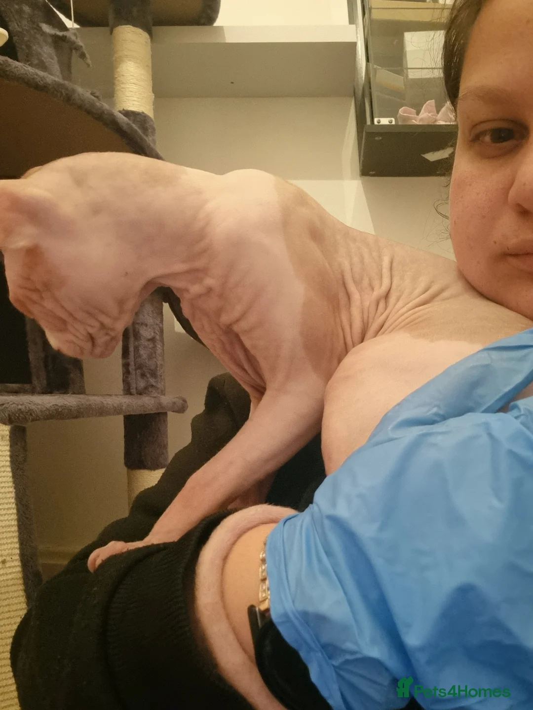 Sphynx cats for stud: Beautiful strong sphynx boy in Dewsbury - Advert 24