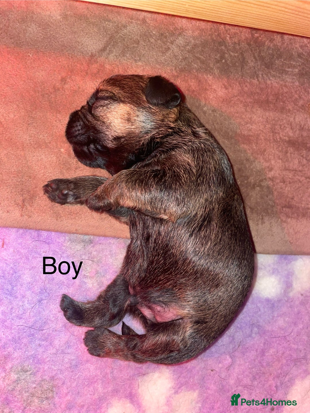 Border Terrier dogs for sale: Beautiful Border Terrier Puppies - Advert 8