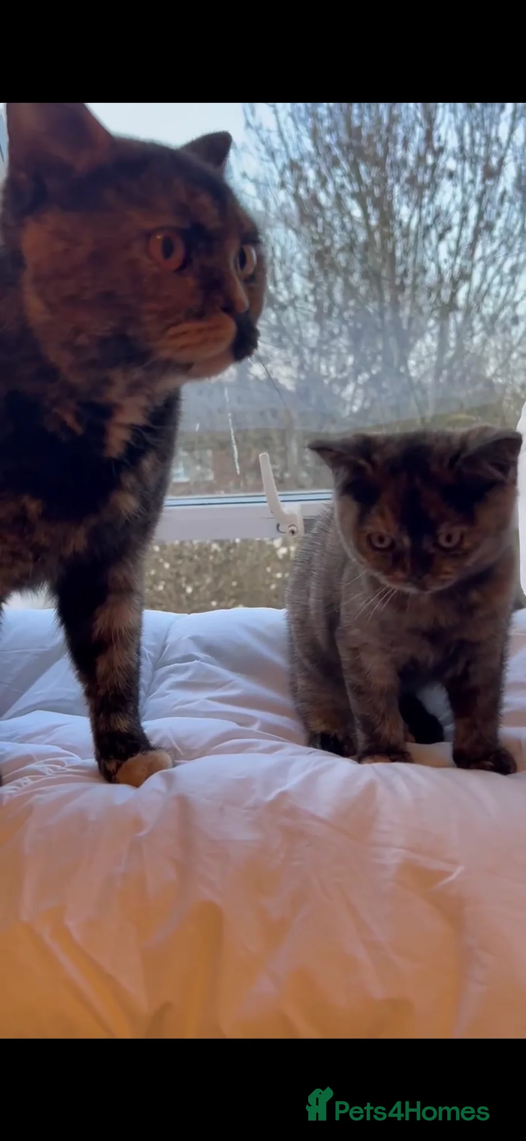 British Shorthair cats for sale: Beautiful British Shorthair Tortie Girl  - Advert 2