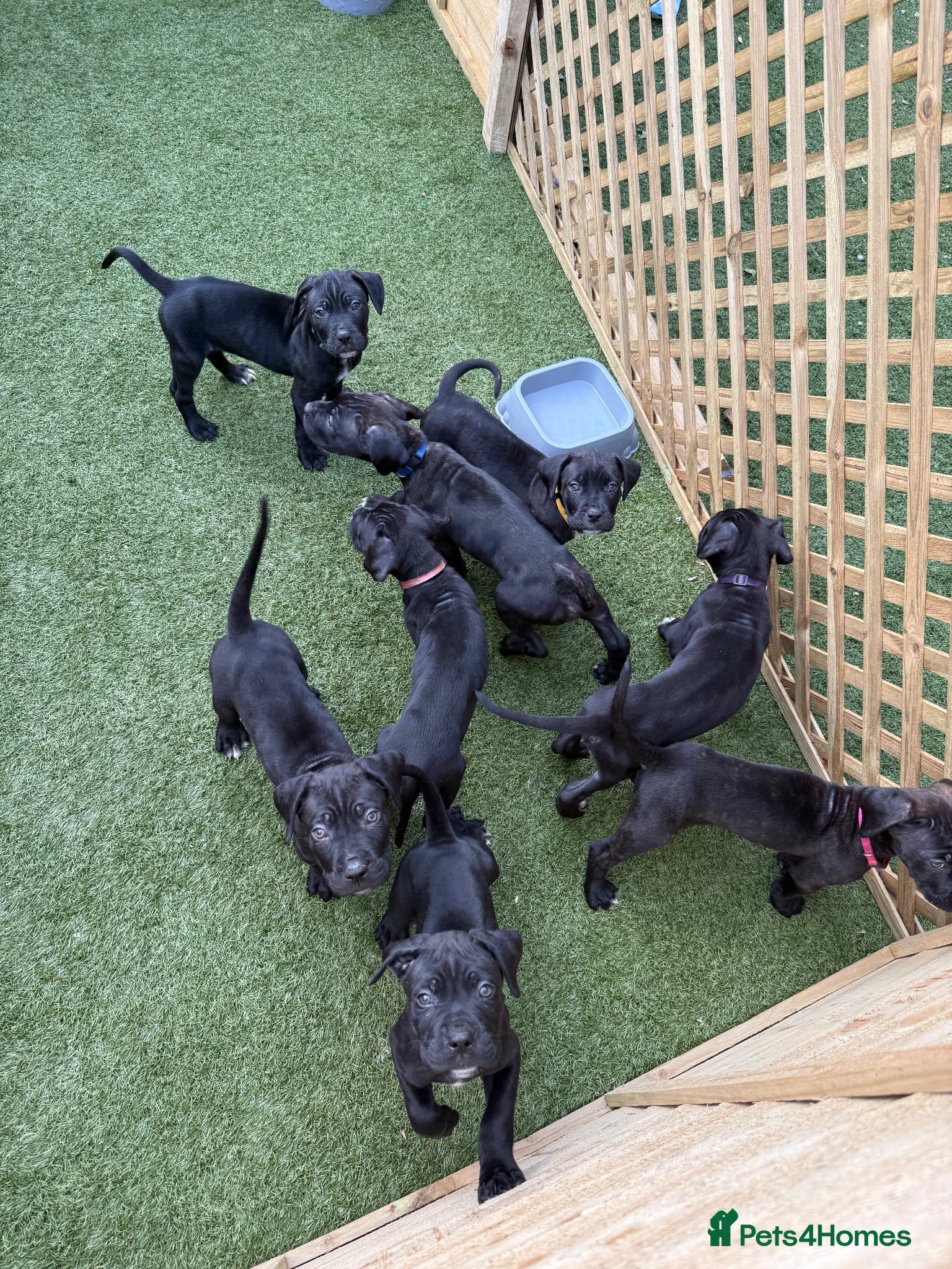 Cane Corso dogs Cane corso puppies - Advert 1