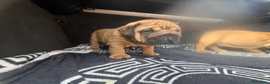 English Bulldog Puppy 2