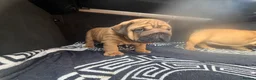 English Bulldog dogs for sale: Quality English bulldogs  - Advert 10