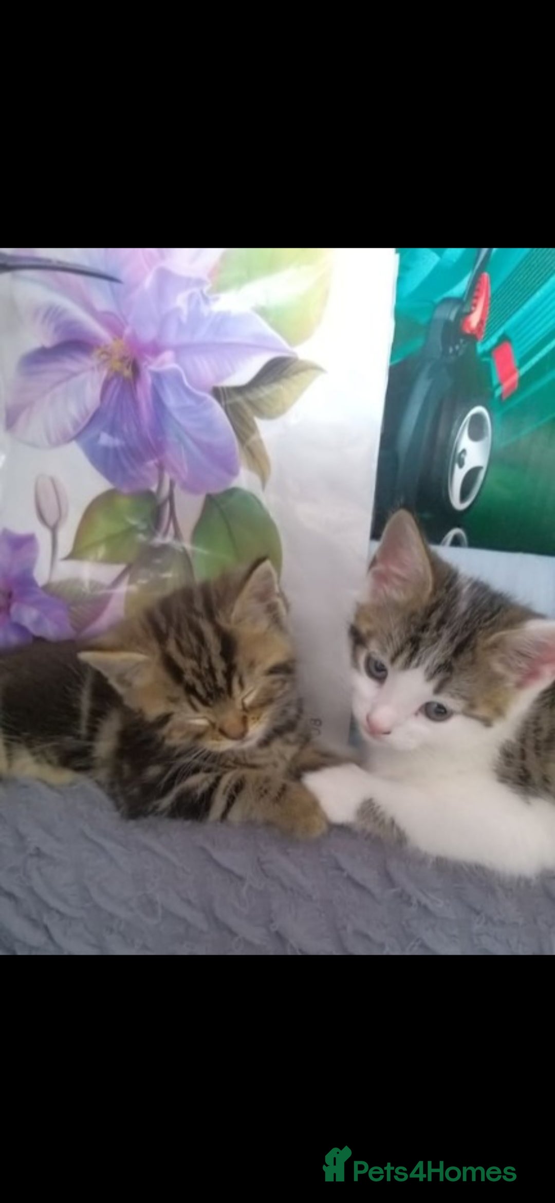 Bengal cats for sale: Cute mixed bangle kittens  - Advert 8