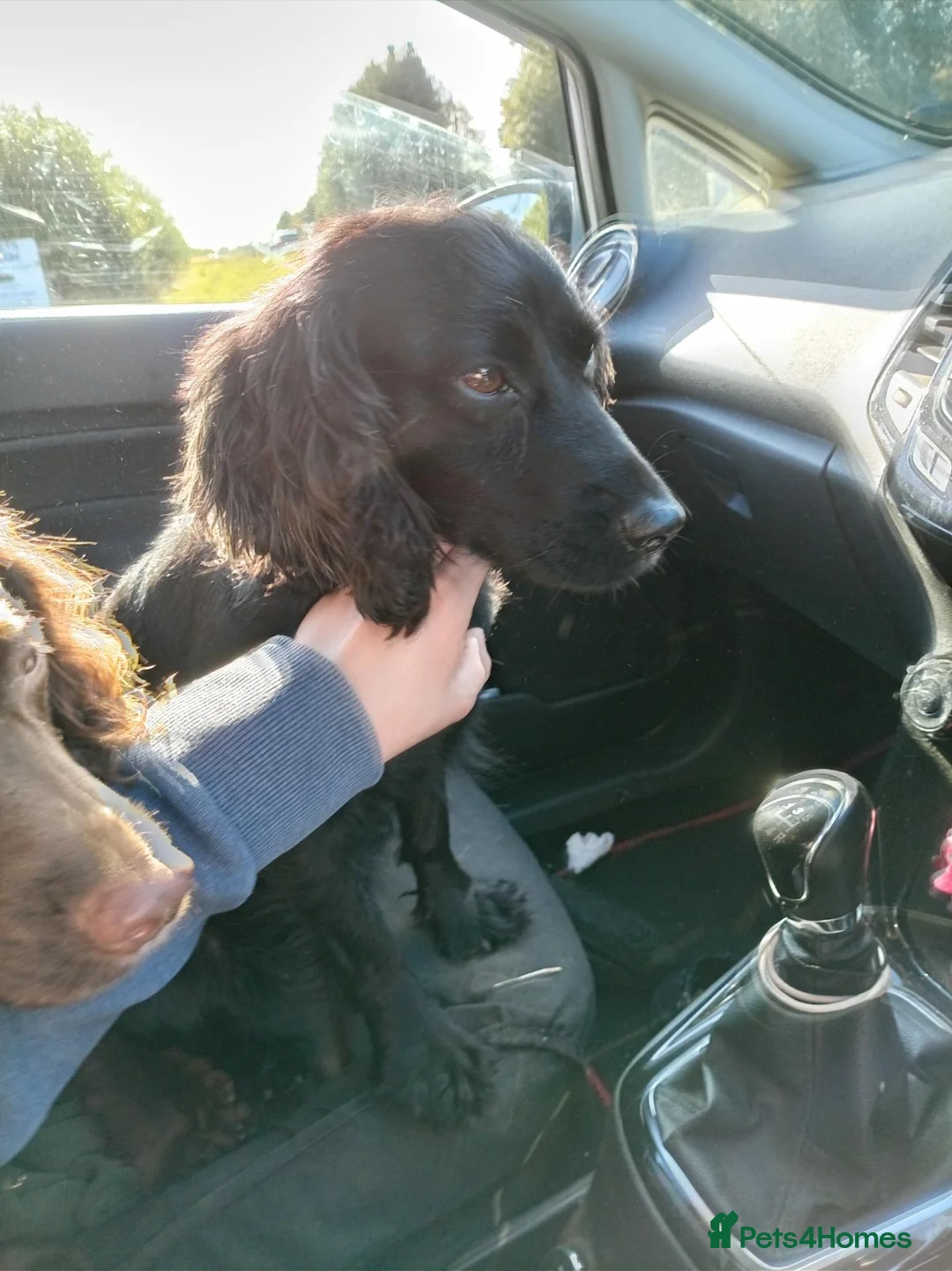 Cocker Spaniel dogs for sale: 1 male and female Cocker for new homes - Advert 2