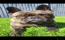 French Bulldog dogs for sale: Rehoming Hugo/ Frenchie - Image 1