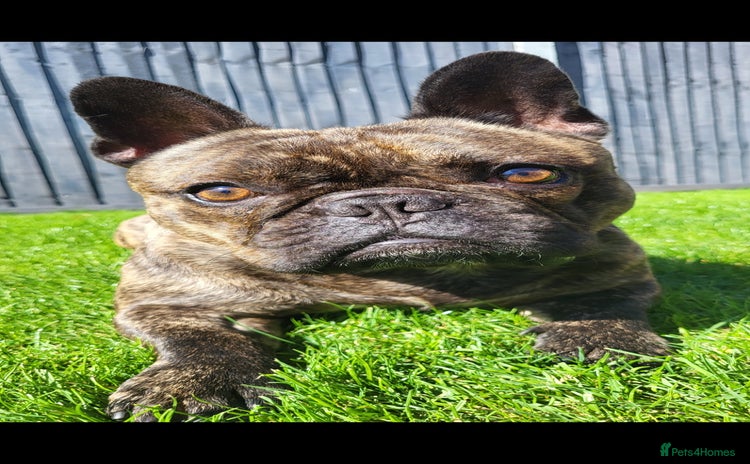French Bulldog dogs - Advert 4