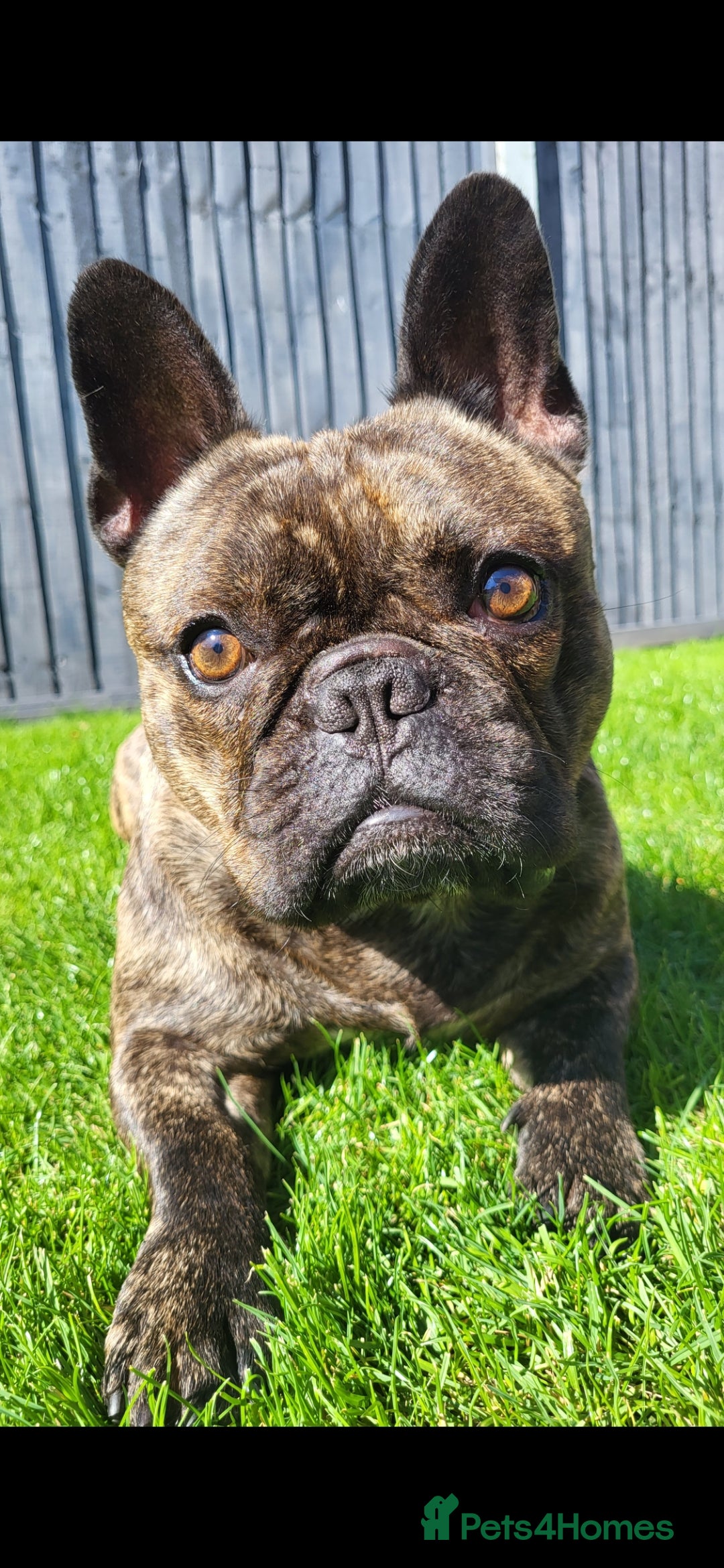 French Bulldog dogs for sale: Rehoming Hugo/ Frenchie - Image 1