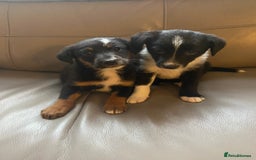 Border Collie dogs for sale: Adorable border collie puppies  - Image 2