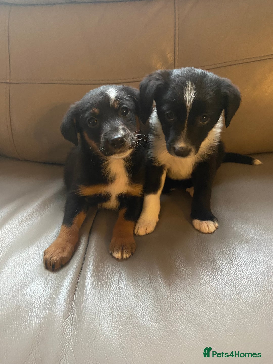 Border Collie dogs for sale: Adorable border collie puppies  - Image 2