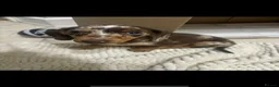 Miniature Dachshund dogs for stud: Dapple Miniature Dachshund for Stud - Advert 12