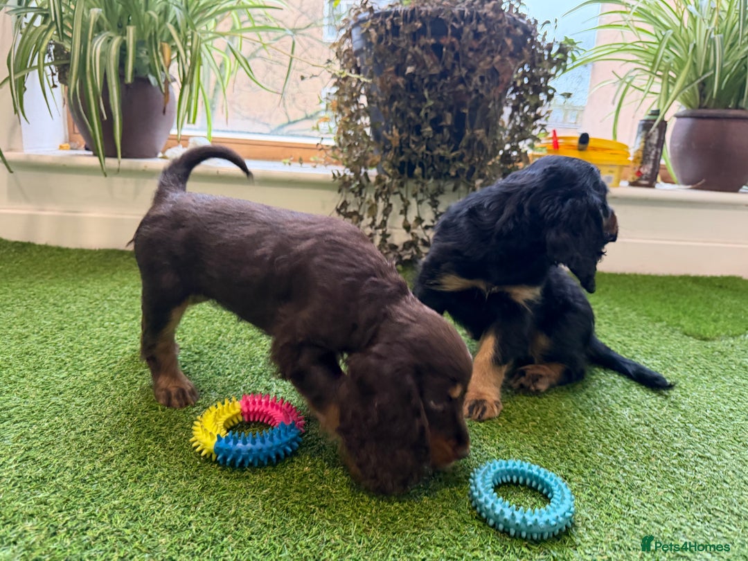 Cocker Spaniel dogs for sale: 7 Stunning Cocker Spaniel Puppies - Advert 3