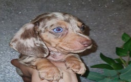 Miniature Dachshund dogs for sale: 💜Extra miniature chocholate dapple daschunds💜  - Image 25
