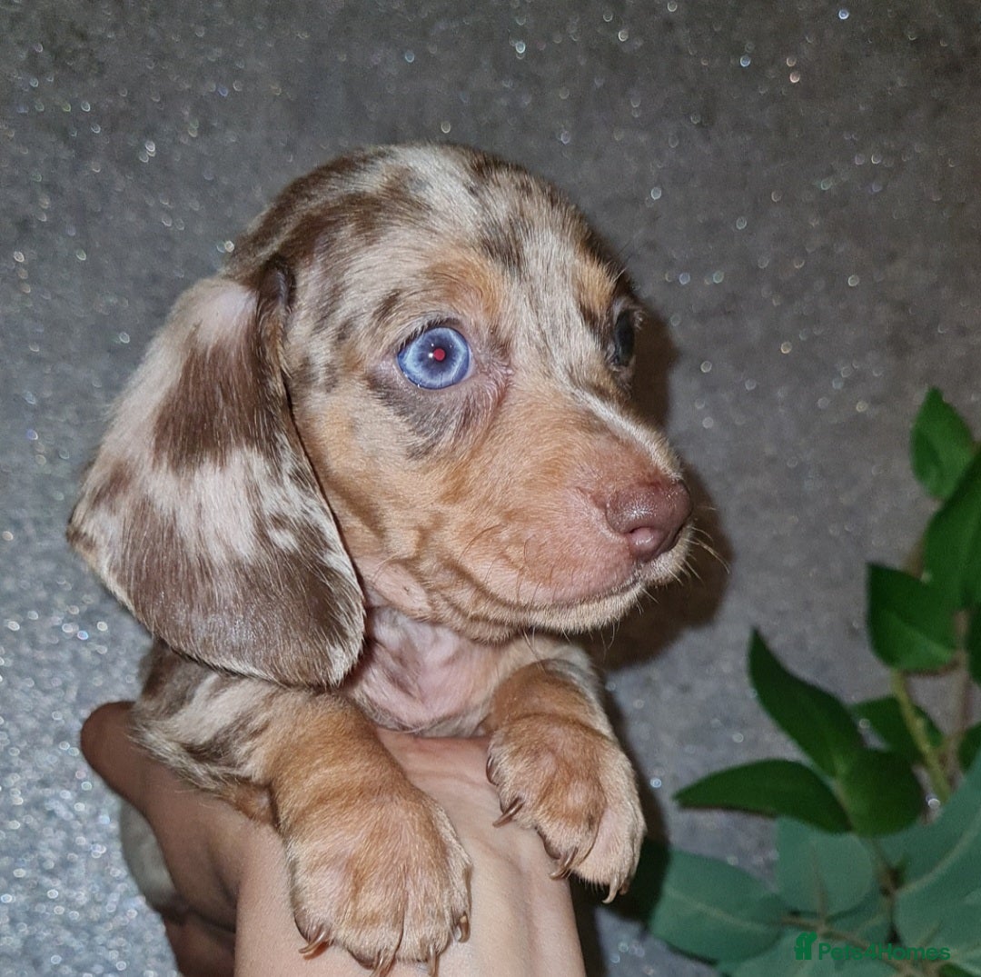 Miniature Dachshund dogs for sale: 💜Extra miniature chocholate dapple daschunds💜  - Image 25
