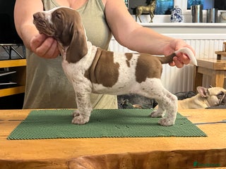 Bracco Italiano dogs Family raised Bracco Italiano puppies - Advert 1