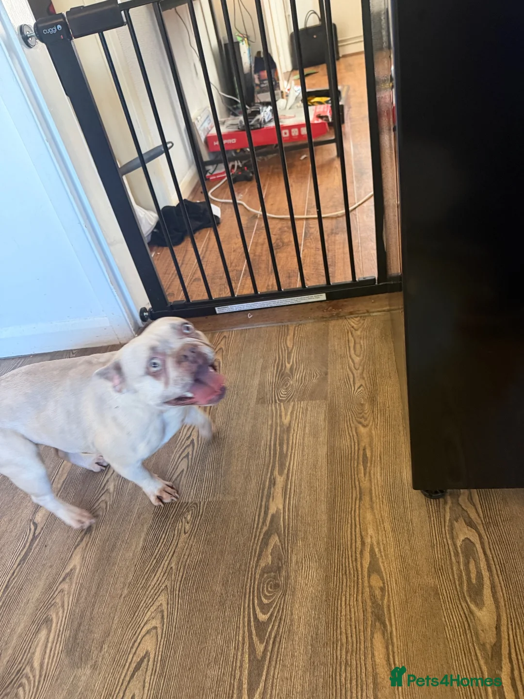 French Bulldog dogs for sale: Stunning French bulldog female  in Boston - Advert 4