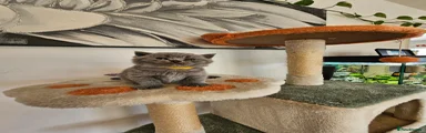 British Shorthair Kitten 4
