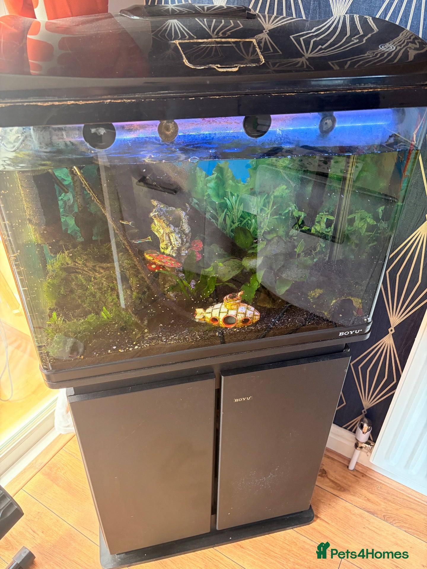 Sharks fish Full tank set up - Advert 2
