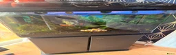 Sharks fish for sale: Full tank set up - Advert 1