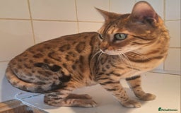 Bengal cats for sale: SBT Tica Bengal retired female Venus - Advert 2