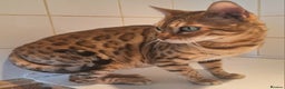 Bengal cats for sale: SOLD  PURE SBT Tica Bengal retired female Venus - Advert 2