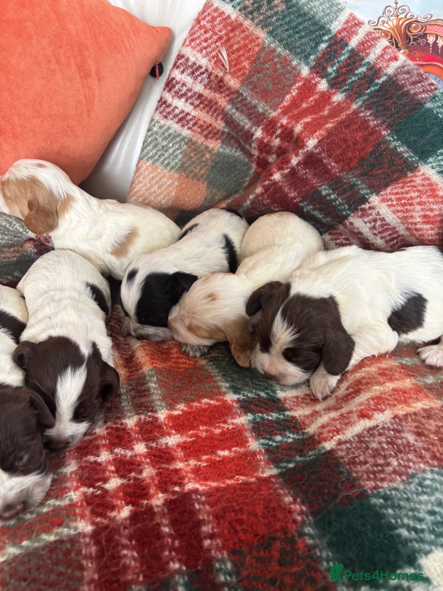 Sprocker dogs Sprocker spaniel puppies - Advert 9