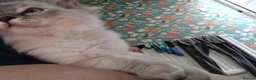 Ragdoll cats for sale: Beautiful Male Ragdoll Kittens - Advert 12