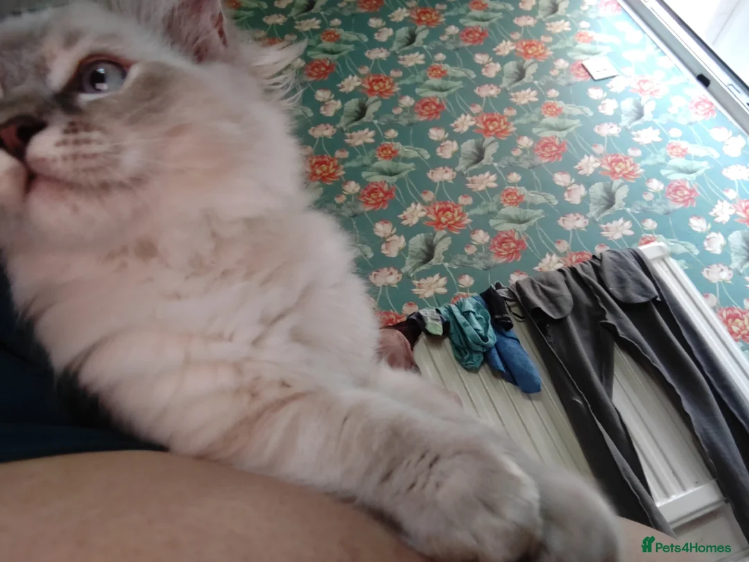 Ragdoll cats for sale: Beautiful Male Ragdoll Kittens - Advert 12