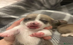 Chihuahua dogs for sale: Stunning smooth coat chihuahua puppies  - Image 13