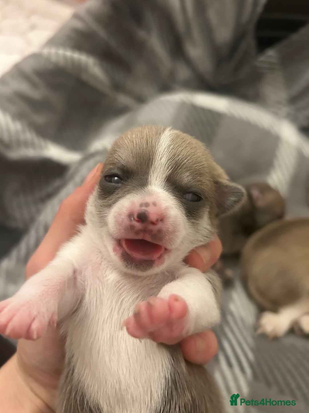 Chihuahua dogs for sale: Stunning smooth coat chihuahua puppies  - Image 13