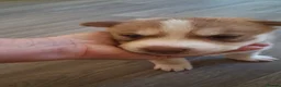 Siberian Husky dogs for sale: Sandra  - Advert 15