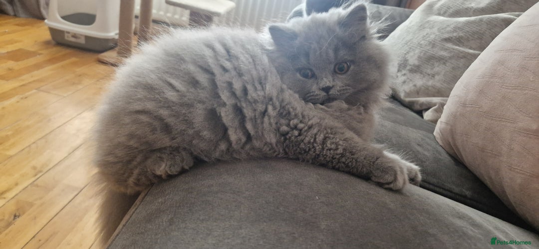 British Longhair cats for sale: british longhair boys - Image 6