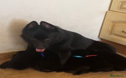 Schipperke dogs for sale: Puppy schipperke  - Image 6