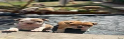 English Bulldog dogs for stud: BRONSON stunning English bulldog  - Advert 9