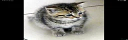 Mixed Breed cats for sale: Adorable Ragdoll x Maine Coon mix kittens  - Advert 24
