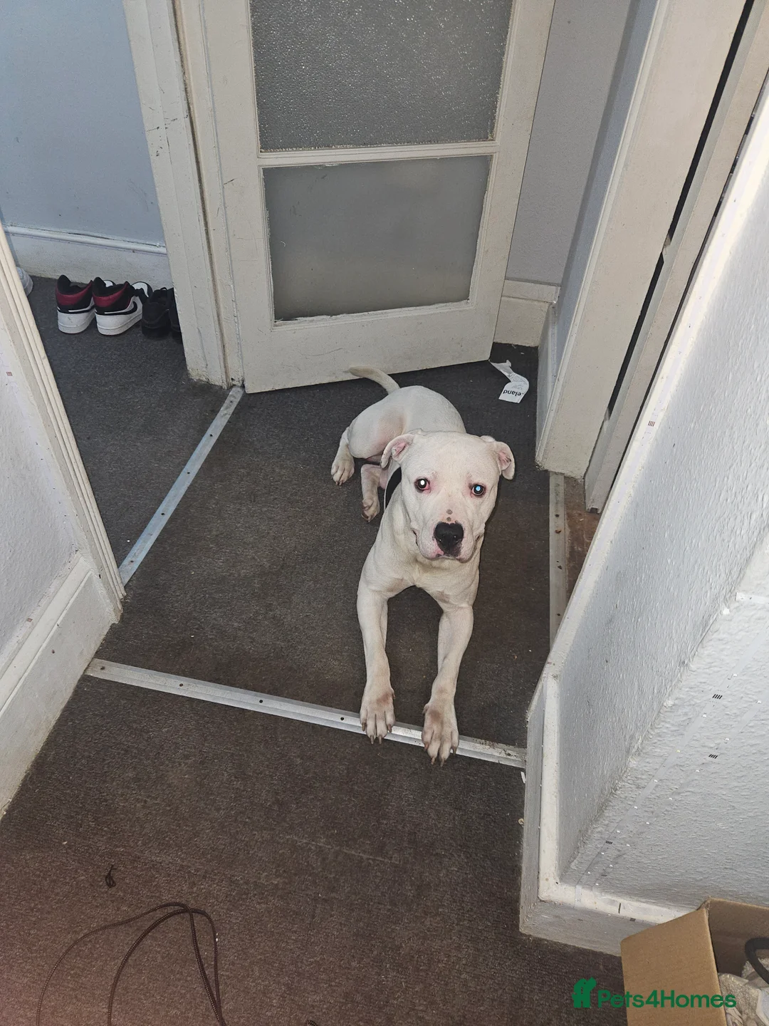 Mixed Breed dogs for sale: Brucey - Advert 3