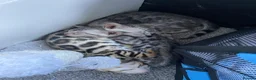 Bengal cats for sale: Meet Aspen A Icy-Silver Bengal GCCF registered✨ - Advert 16