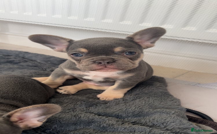 French Bulldog dogs - Advert 1