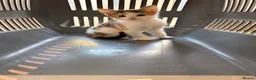 Mixed Breed cats for sale: Stunning Mixed Breed Kittens in London - Advert 11
