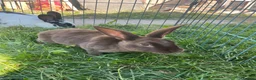 Rex rabbits for sale: Red mixed bunnies  - Advert 3