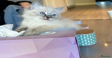 Ragdoll cats - Advert 11