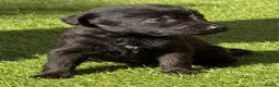 Mixed Breed dogs for sale: Bedlington whippet in Bradford - Advert 4