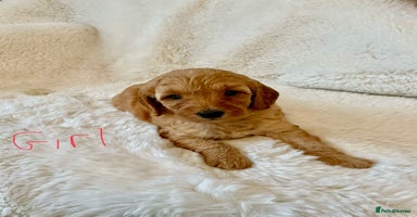 Cockapoo dogs - Advert 13